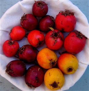 Fruit from several trees of this species growing at the same site in Toronto, Canada photo