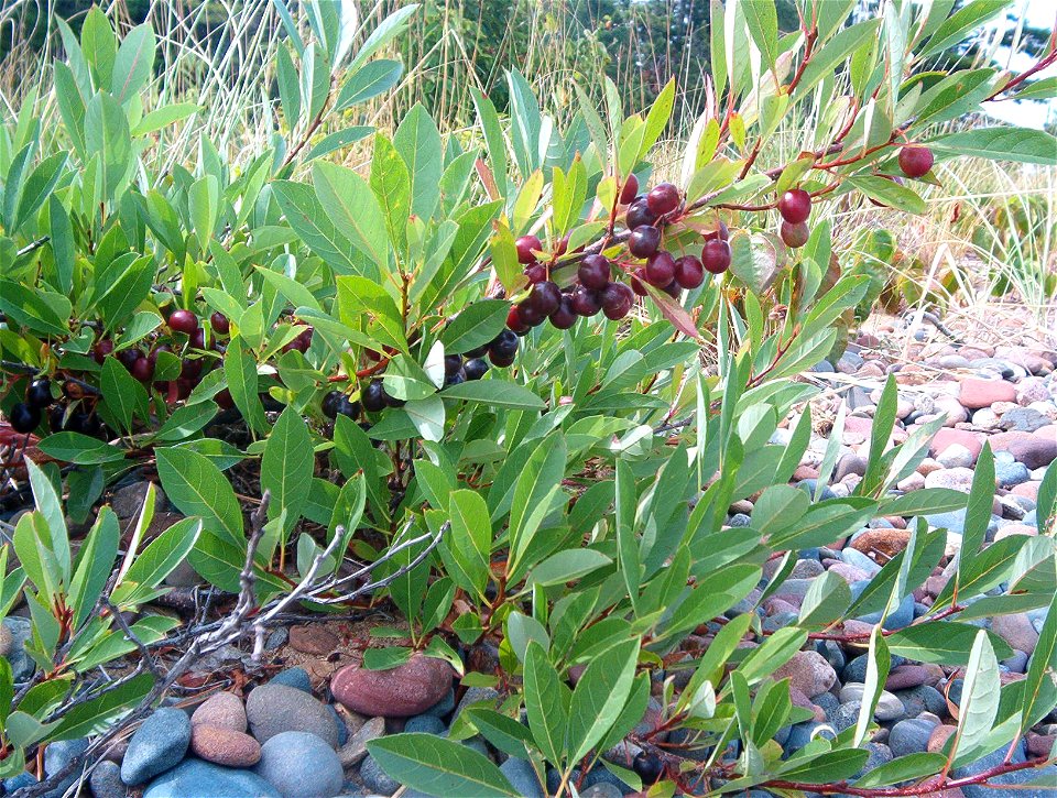 Prunus pumila (sand cherry) in late July, South Ste. Mary's Island, Sault Ste. Marie, Ontario.