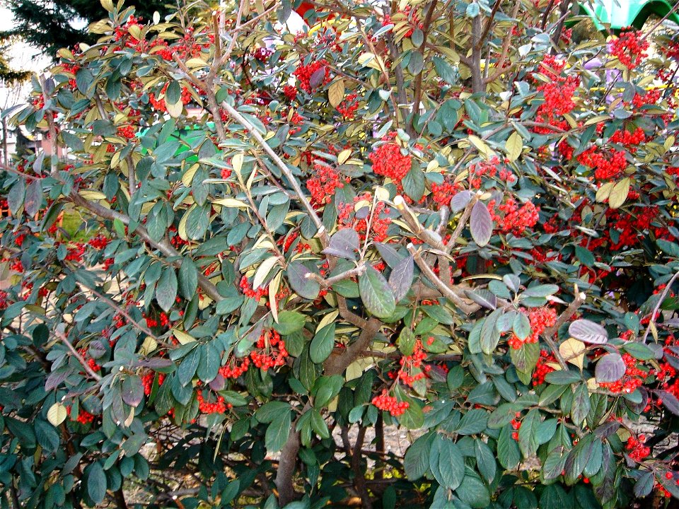 Cotoneaster lacteus