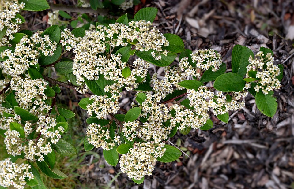 Cotoneaster lacteus
Other photos of the same plant