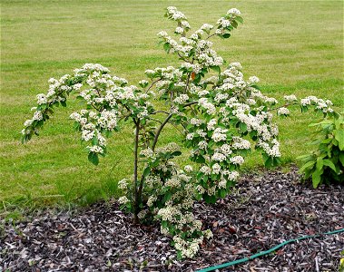 Cotoneaster lacteus
Other photos of the same plant