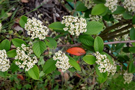 Cotoneaster lacteus
Other photos of the same plant