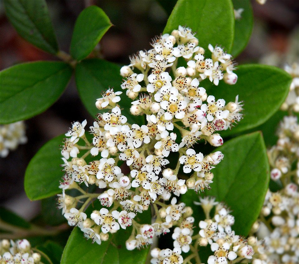 Cotoneaster lacteus
Other photos of the same plant