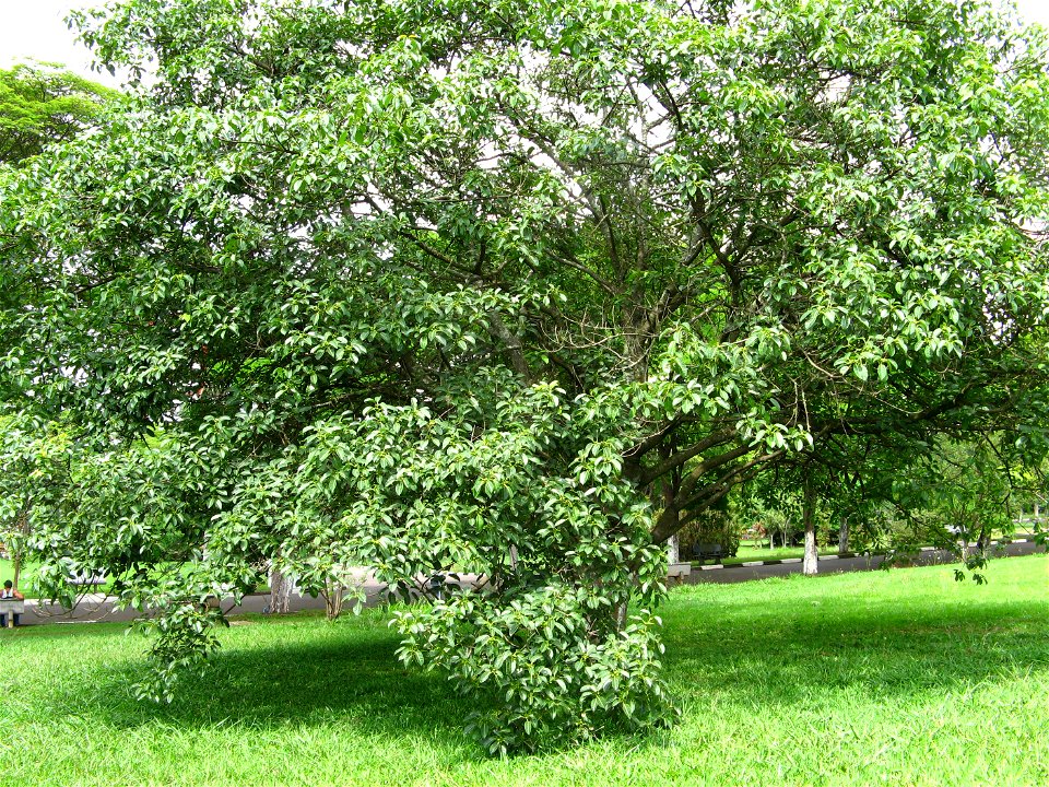 Ficus citrifolia inteiro, São Paulo