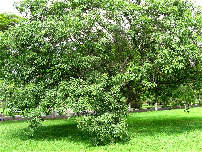 Ficus citrifolia inteiro, São Paulo