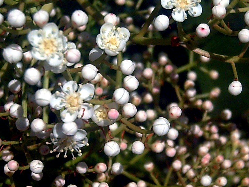Photinia_serratifolia_Closeup Ciudad Real, Spain.