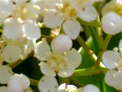 Photinia serratifolia in Puertollano gardens, Spain.