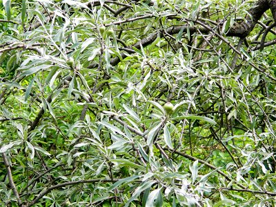 Pyrus salicifolia 'Pendula'. Груша верболиста 'Плакуча'