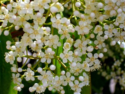 Photinia serratifolia  inflorescence  Puertollano, Spain.