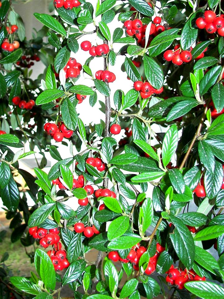 Archivo para incorporar a la pagina http://es.wikipedia.org/wiki/Cotoneaster_franchetii
pues le falta la imagen
