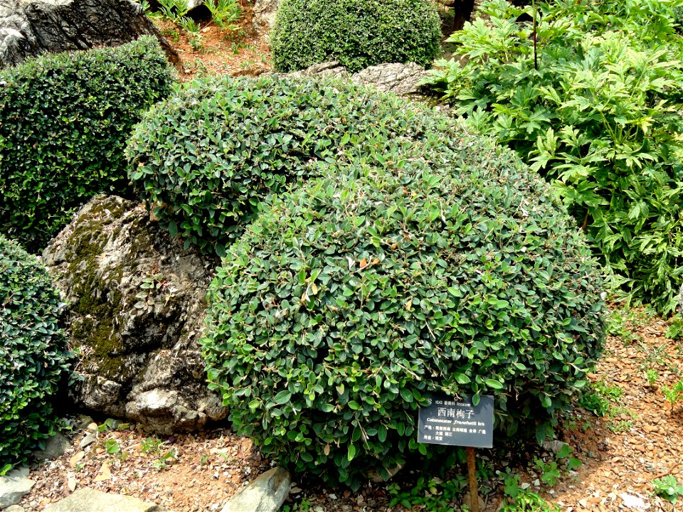 Plant specimen in the Kunming Botanical Garden, Kunming, Yunnan, China.