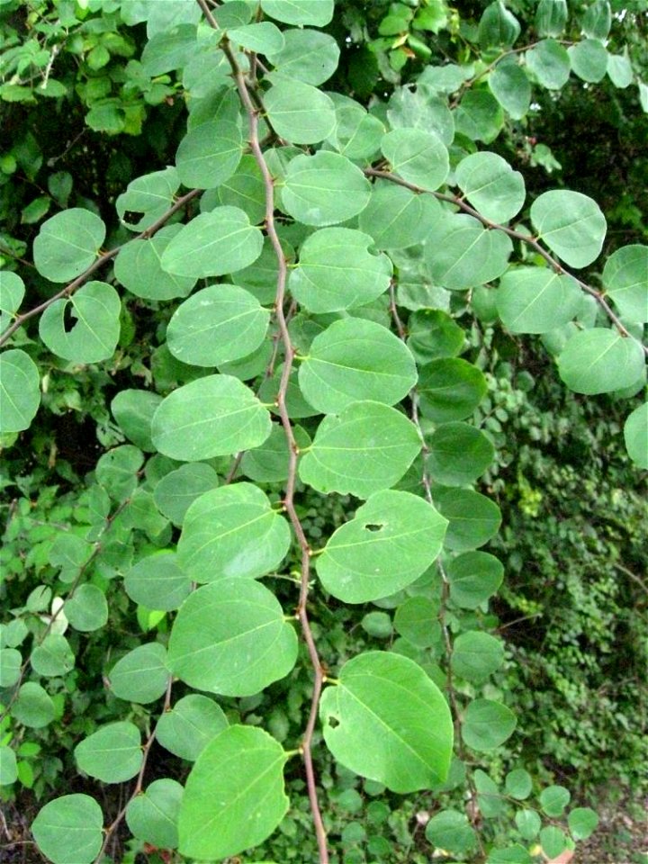Particolare delle foglie