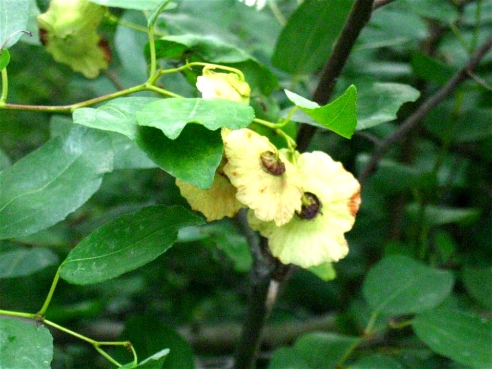 Particolare dei frutti. Pianta fotografata nei pressi di Gaibola (BO).