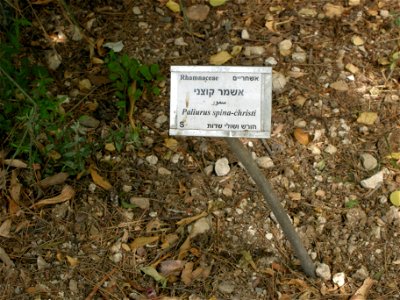 Mount Scopus photo