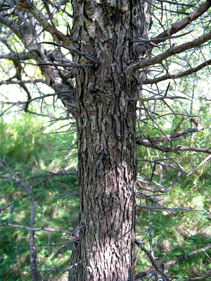Crataegus crus-galli