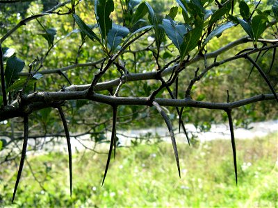 Crataegus crus-galli