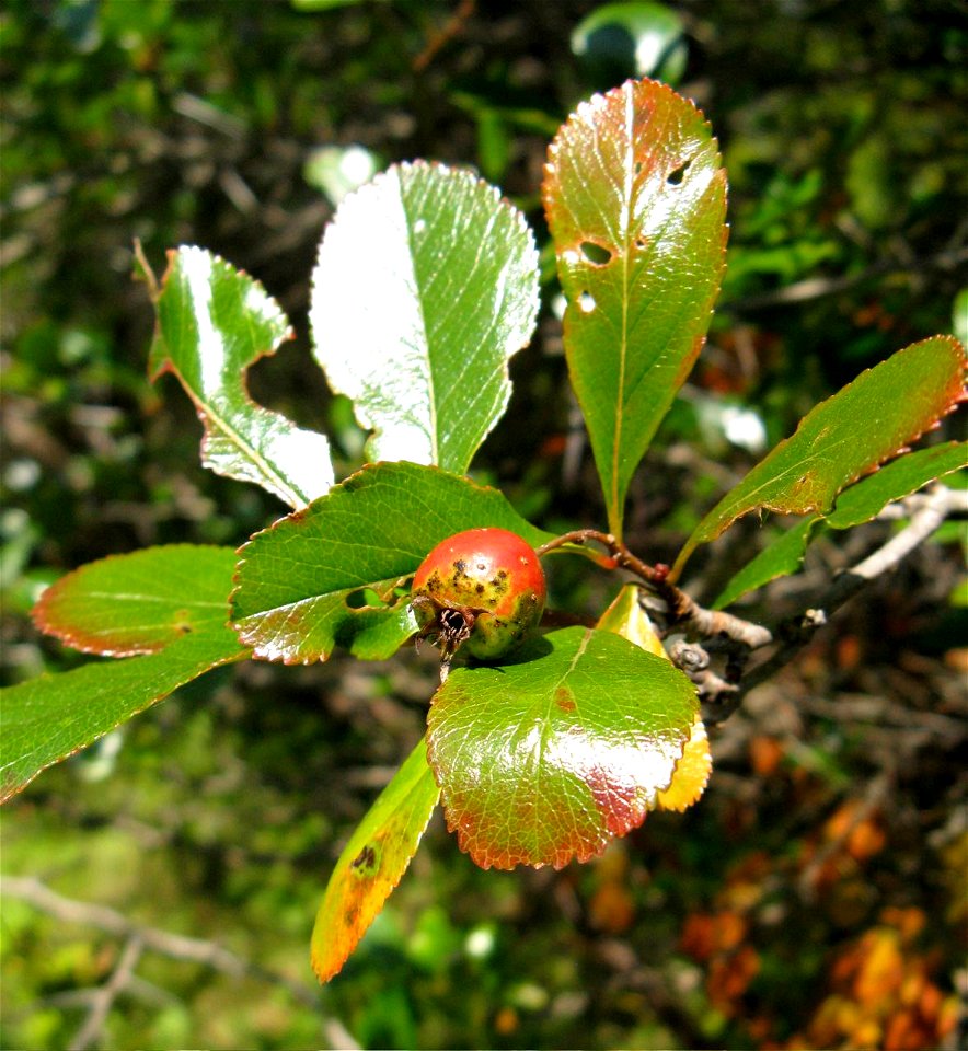 Crataegus crus-gall