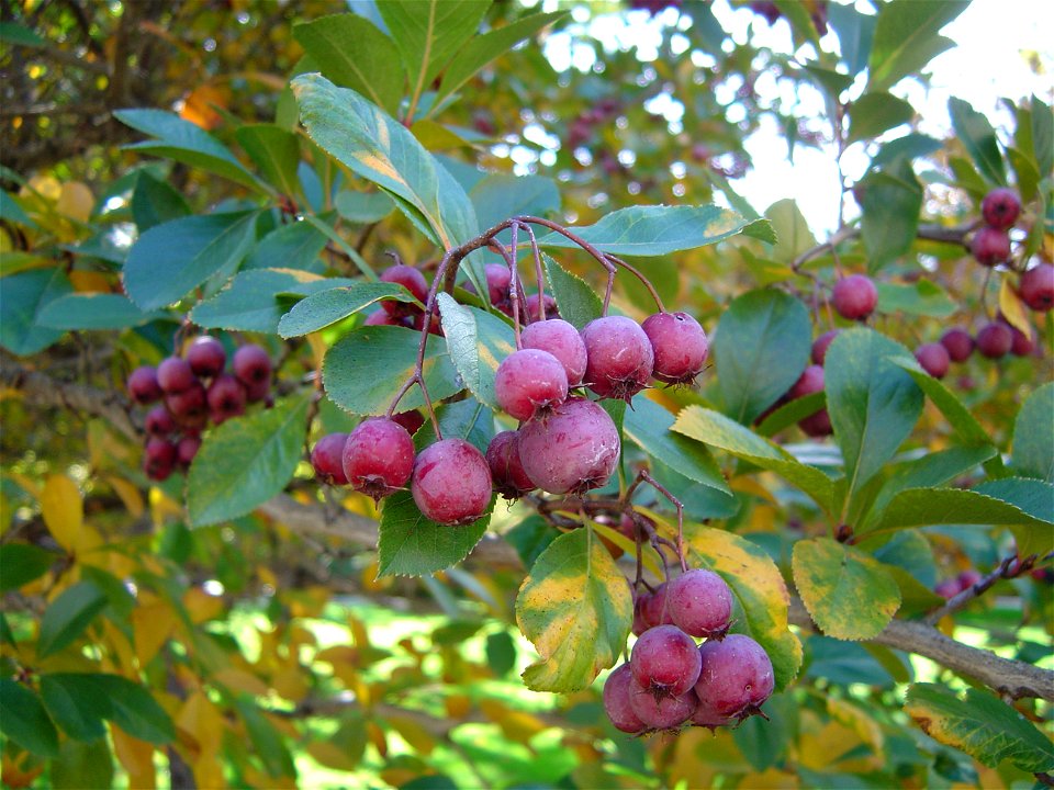 Crataegus crus-galli, a thornless, seedless cultivar