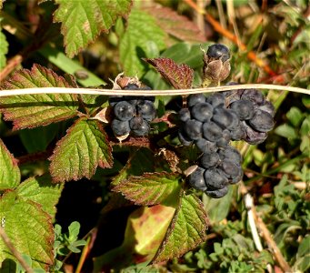 Rubus caesius (Dewberry) growing on Newborough warren
