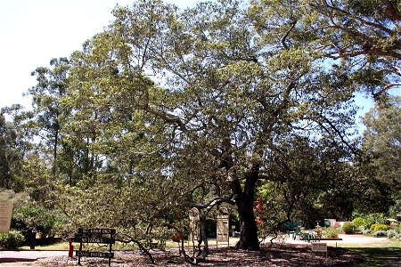 Alphitonia excelsa at the entrance of Hunter Regional Botanic Gardens