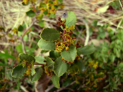Rhamnus alaternus (aladern) male flowers,Castelltallat (Catalonia)