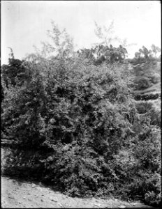 Plant "Shepherdia Argentea", Elysian Park, Los Angeles, California, ca.1920 Photograph of a plant "Shepherdia Argentea", Elysian Park, Los Angeles, California, ca.1920. Bushes are visible in the backg photo
