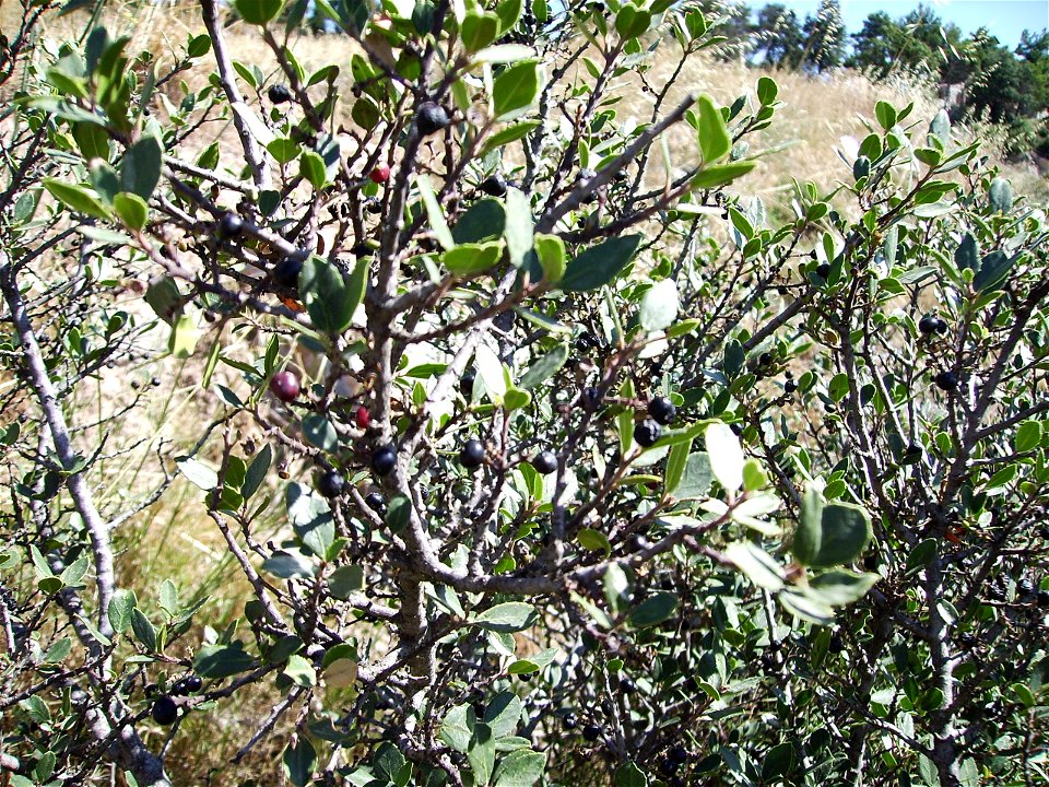 Rhamnus alaternus fruits in July at Castelltallat, Catalonia.