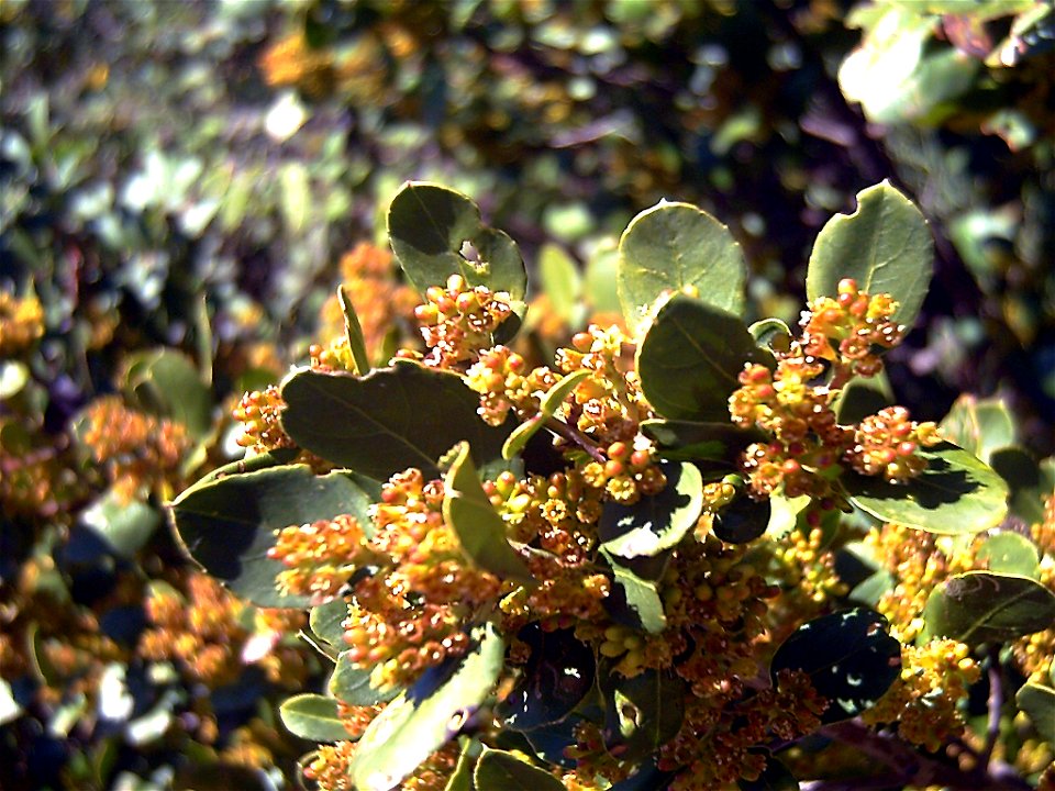 Rhamnus alaternus subsp. myrtifolia flowers close up, Sierra Madrona, Spain