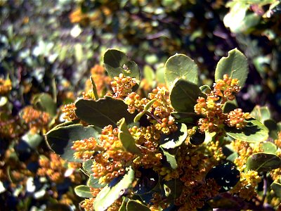 Rhamnus alaternus subsp. myrtifolia flowers close up, Sierra Madrona, Spain