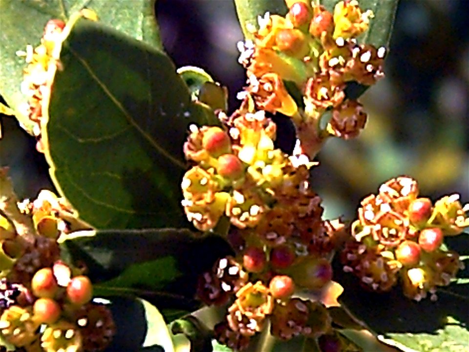 Rhamnus alaternus subsp. myrtifolia flowers close up, Sierra Madrona, Spain