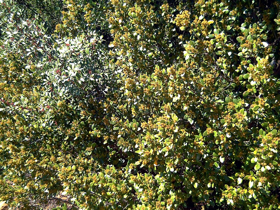 Rhamnus alaternus subsp. myrtifolia habitus, Sierra Madrona, Spain
