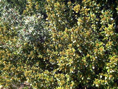 Rhamnus alaternus subsp. myrtifolia habitus, Sierra Madrona, Spain
