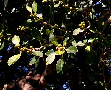 immature fruit, Ficus obliqua, cult. Kirsova Playground, Glebe, Sydney photo