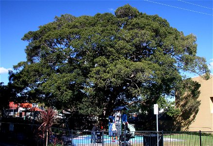 Ficus obliqua - Kirsova Playground, Glebe, Sydney photo