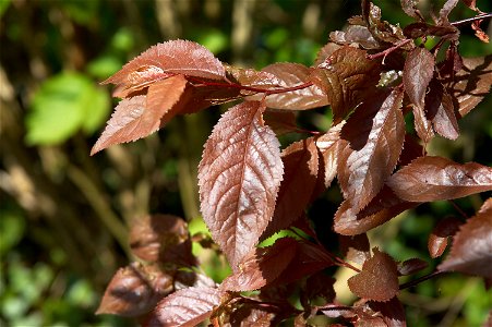 Leaves of prunus cerasifera 'Nigra'