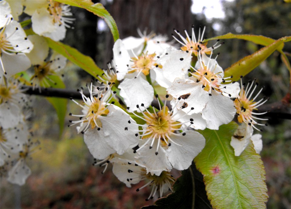 Pyrus pashia at the UC Berkeley Botanical Garden, California, USA. Identified by sign.