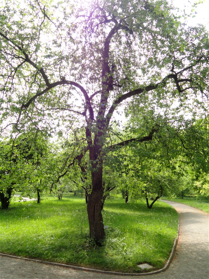 Pyrus pashia specimen in the Botanischer Garten München-Nymphenburg, Munich, Germany.