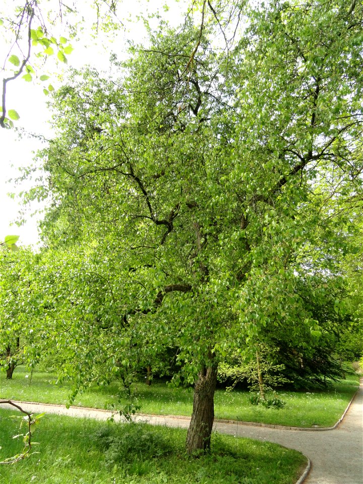 Pyrus pashia specimen in the Botanischer Garten München-Nymphenburg, Munich, Germany.