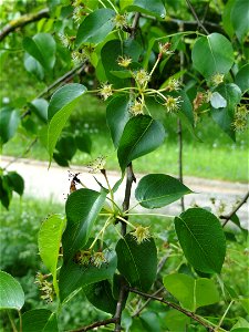 Pyrus pashia specimen in the Botanischer Garten München-Nymphenburg, Munich, Germany.
