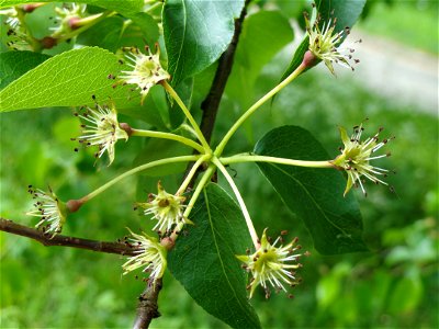 Pyrus pashia specimen in the Botanischer Garten München-Nymphenburg, Munich, Germany.