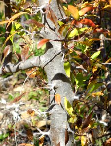Botanical specimen in Quarryhill Botanical Garden, Glen Ellen, California, USA.