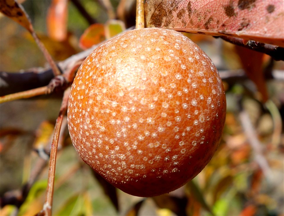 Botanical specimen in Quarryhill Botanical Garden, Glen Ellen, California, USA.