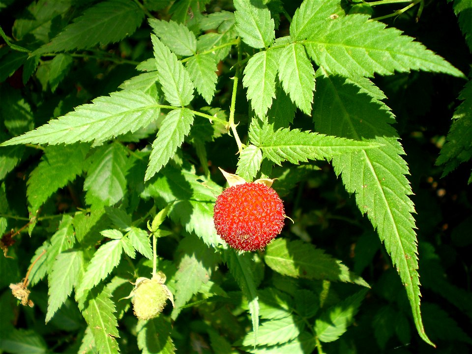 Rubus rosifolius (rose-leaf bramble) fruit and leaf, subtropical rainforest shrub.
