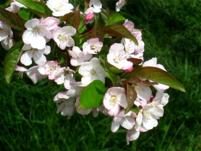 Malus hupehensis, Arnold Arboretum, Jamaica Plain, Boston, Massachusetts, USA.