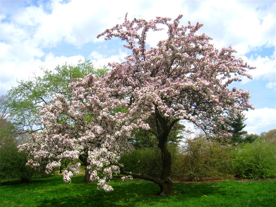 Malus hupehensis, Arnold Arboretum, Jamaica Plain, Boston, Massachusetts, USA.