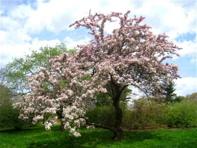 Malus hupehensis, Arnold Arboretum, Jamaica Plain, Boston, Massachusetts, USA.
