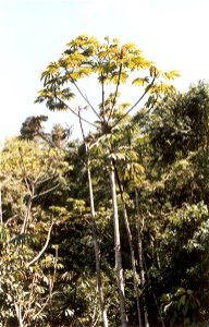 Ejemplar de yagrumo (Cecropia peltata). Lugar: Colonia Tovar, Estado Aragua, Venezuela.