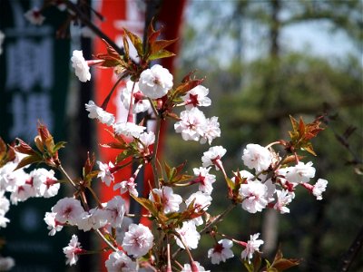 Prunus incisa var. kinkiensis "Kumagaizakura"