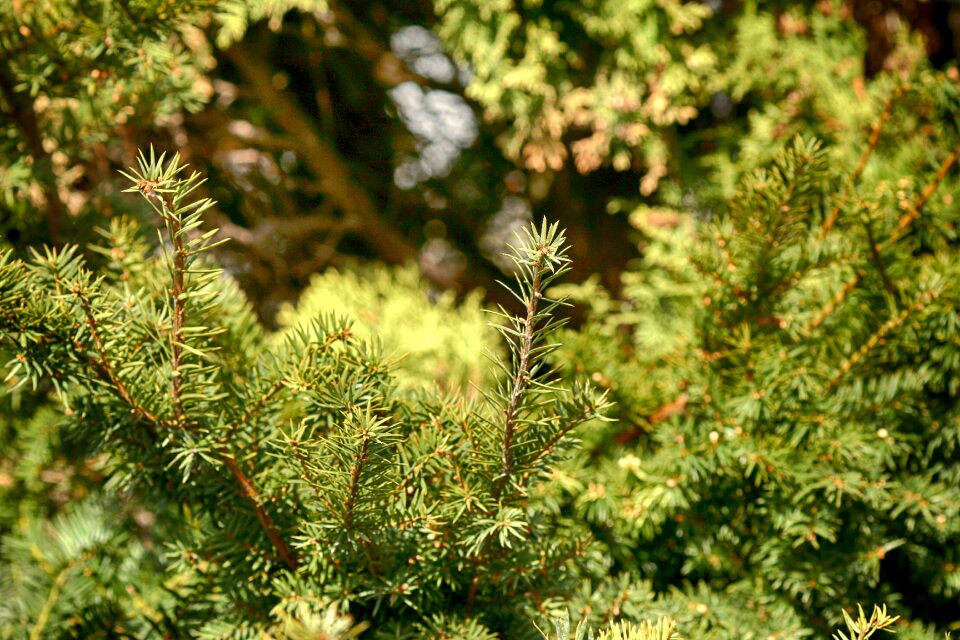 Evergreen pine nature