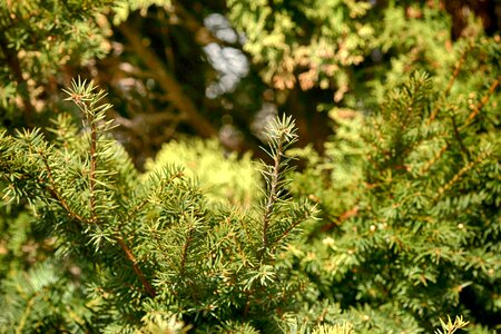 Evergreen pine nature photo